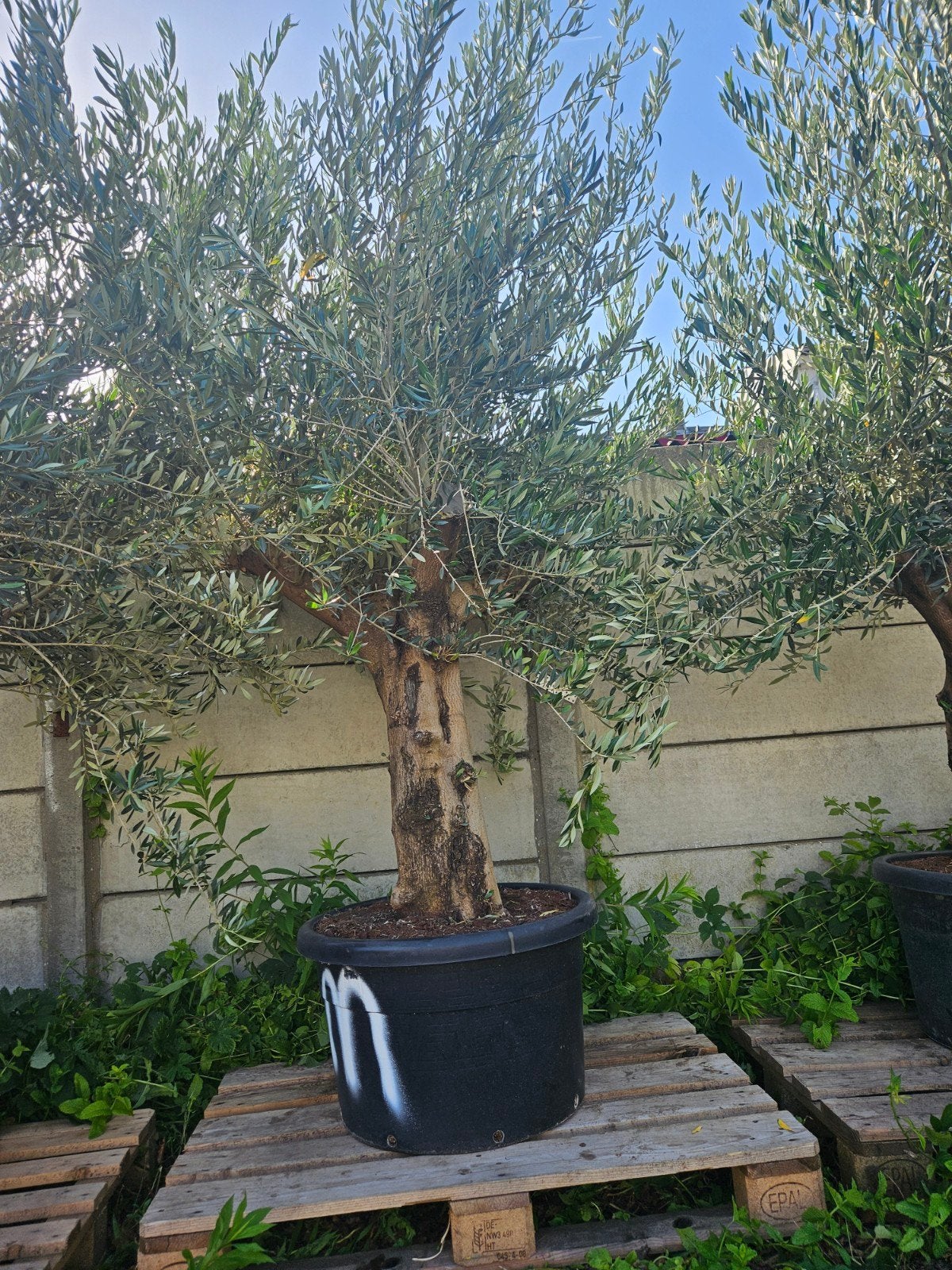 Olijfbomen vertakt 250-270 hoog - omtrek 70cm+, Tuin en Terras, Planten | Bomen, Volle zon, Ophalen of Verzenden, 100 tot 250 cm