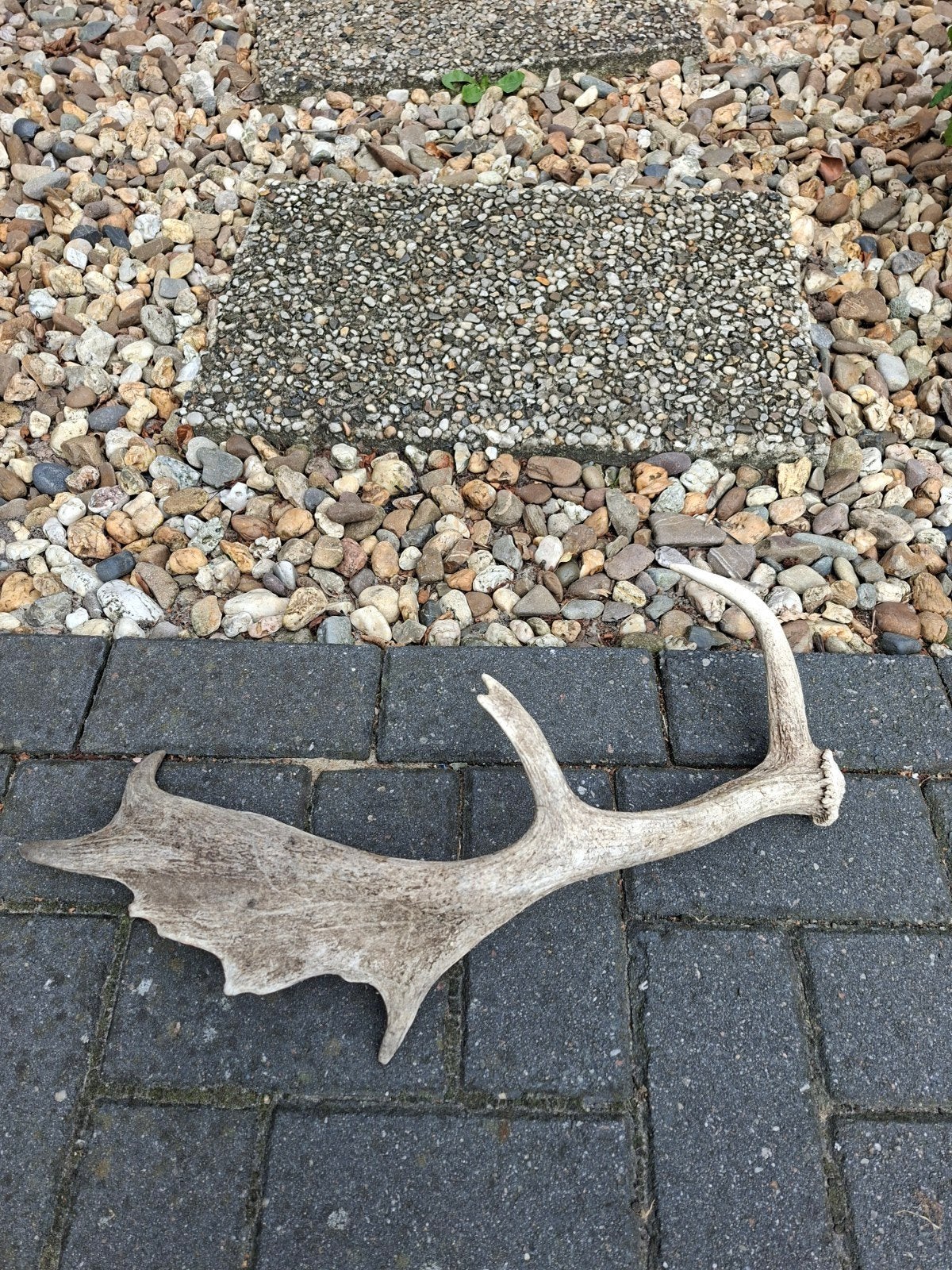 2 geweien - Lengte 50 cm en 45 cm, Gebruikt, Ophalen of Verzenden, Landelijk, Natuurlijk materiaal