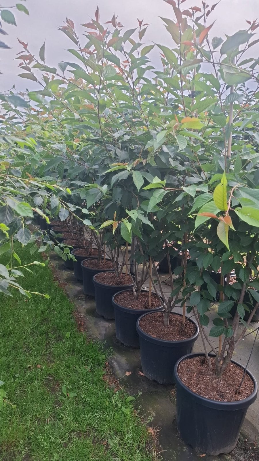 Prunus Serrulata Kanzan Meerstammig, Japanse Sierkers 250 cm, Ophalen of Verzenden, Gehele jaar, Halfschaduw