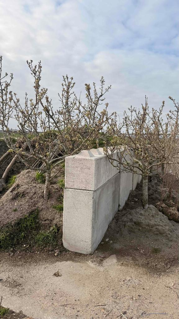 Conference laagstam fruitbomen voor een klein prijsje, Lente, Volle zon, Perenboom, Ophalen of Verzenden