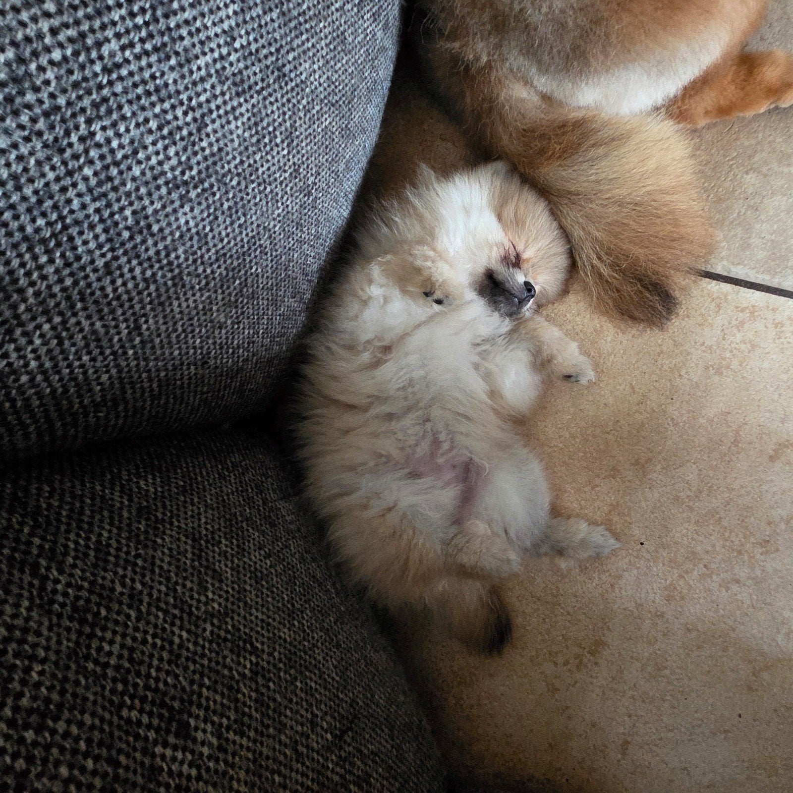 Pomeriaan | pomeranian | dwergkees pup bearface teefje mini, Dieren en Toebehoren, Fokker | Hobbymatig, Keeshond, 15 weken tot 1 jaar