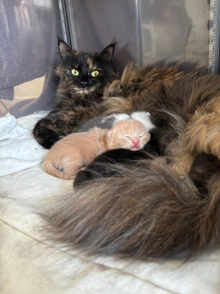 🐾 Halve Maine Coon kittens beschikbaar 🐾, Meerdere dieren, Ontwormd, 0 tot 2 jaar