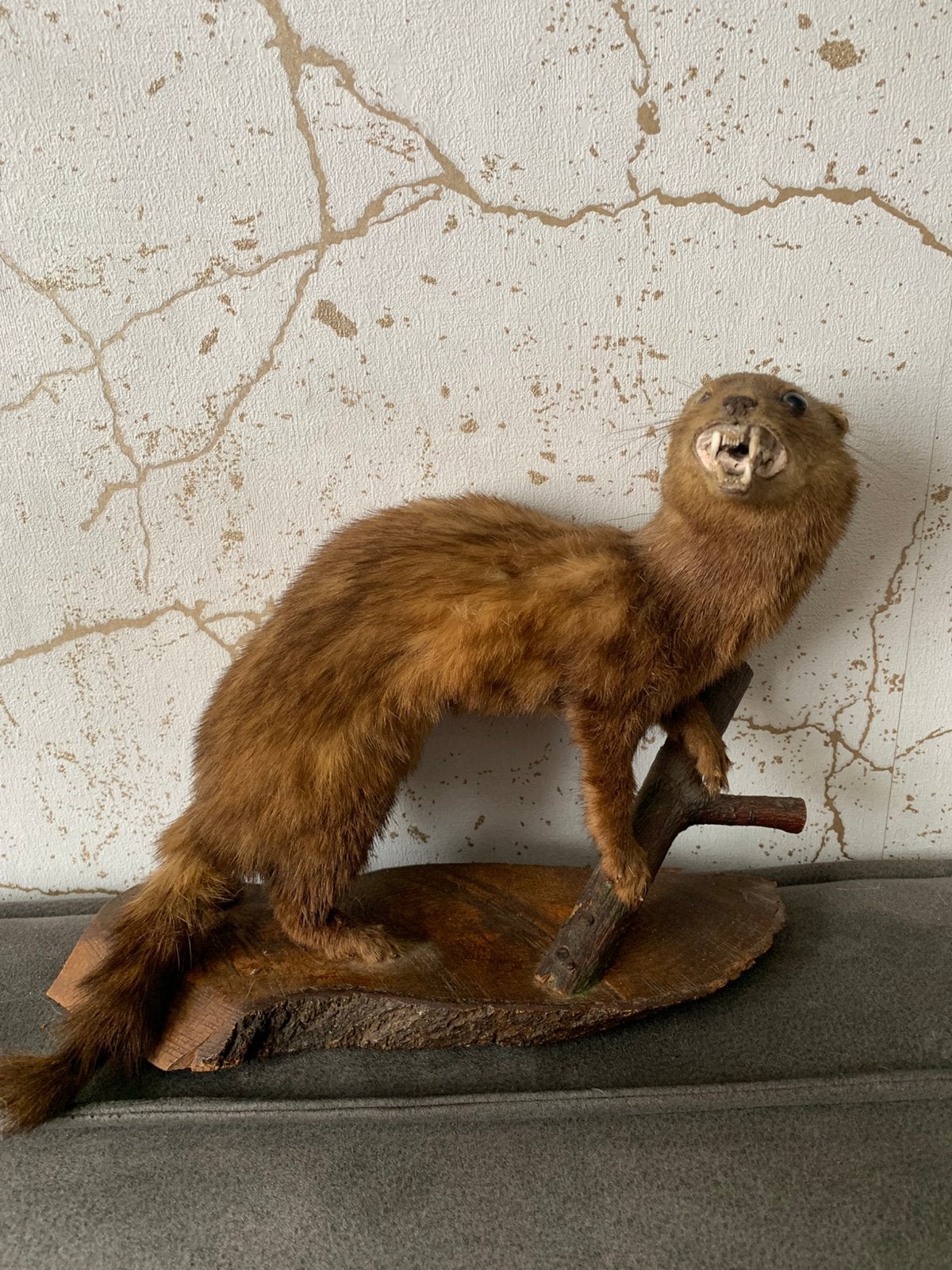 Opgezette bunzing taxidermie, Ophalen of Verzenden, Zo goed als nieuw, Vogel, Opgezet dier