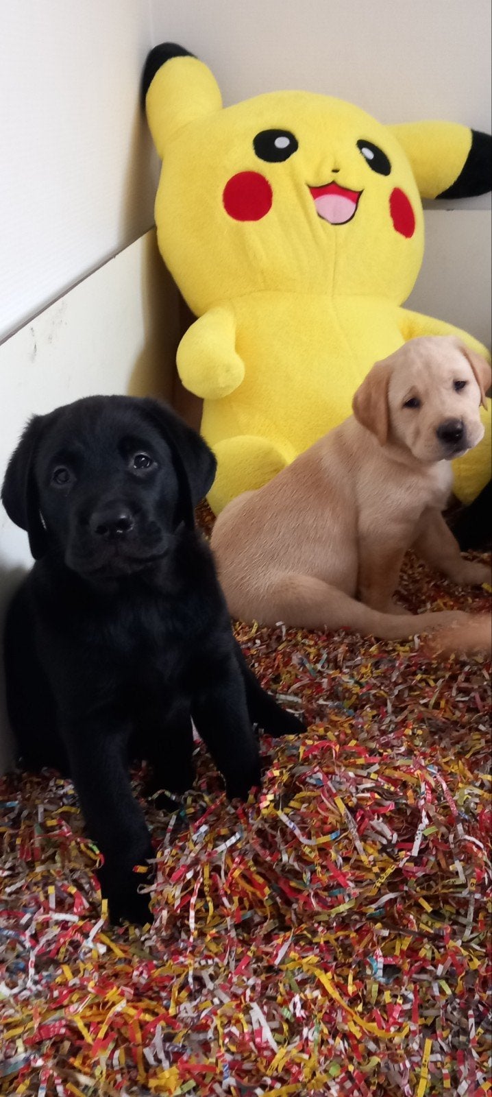 Te koop Raszuivere Labrador pups, Reu, 8 tot 15 weken, CDV (hondenziekte), Labrador retriever