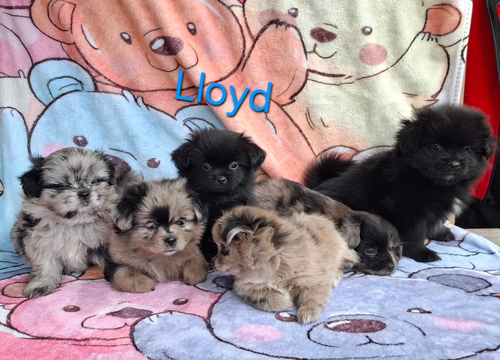 prachtige unieke Shiranian (F1) pups (Shih Tzu x pomeriaan), Dieren en Toebehoren, Honden | Chihuahua's en Gezelschapshonden, 8 tot 15 weken
