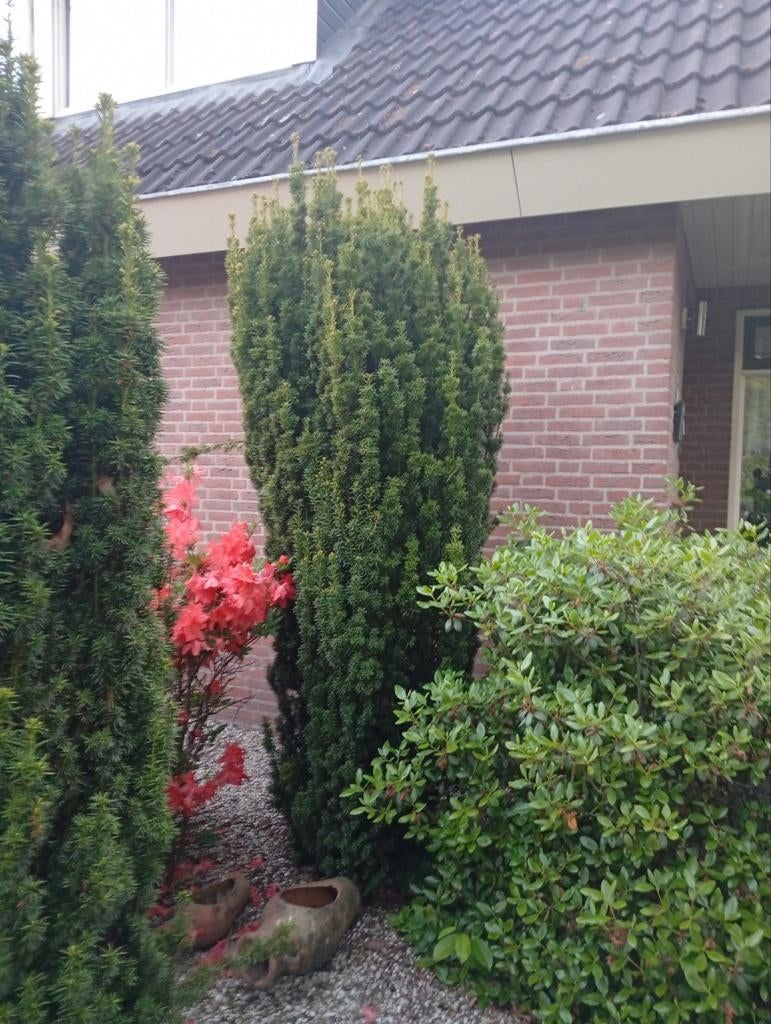 2 Grote Taxus van circa 230cm hoog, Tuin en Terras, Ophalen, Bloeit niet, Overige soorten, Volle zon