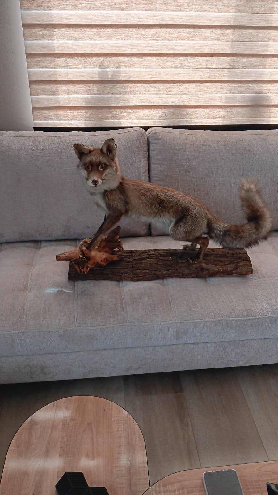 Opgezette vos taxidermie., Ophalen of Verzenden, Gebruikt, Wild dier, Opgezet dier