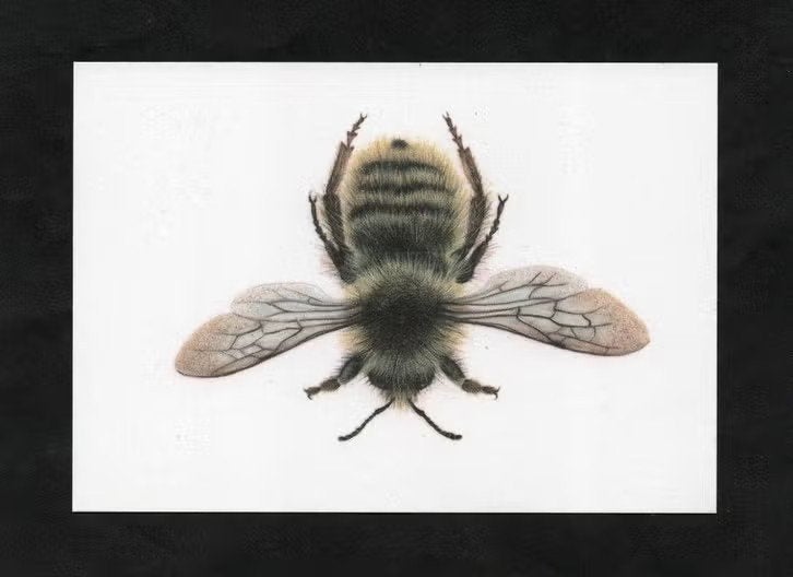 Ansichtkaart Insect Hommel Zandhommel Bombus Veteranus., Verzamelen, Ansichtkaarten | Dieren, Ophalen of Verzenden, 1980 tot heden