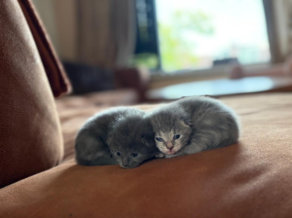 2 kittens, Poes, Langharig, 0 tot 2 jaar