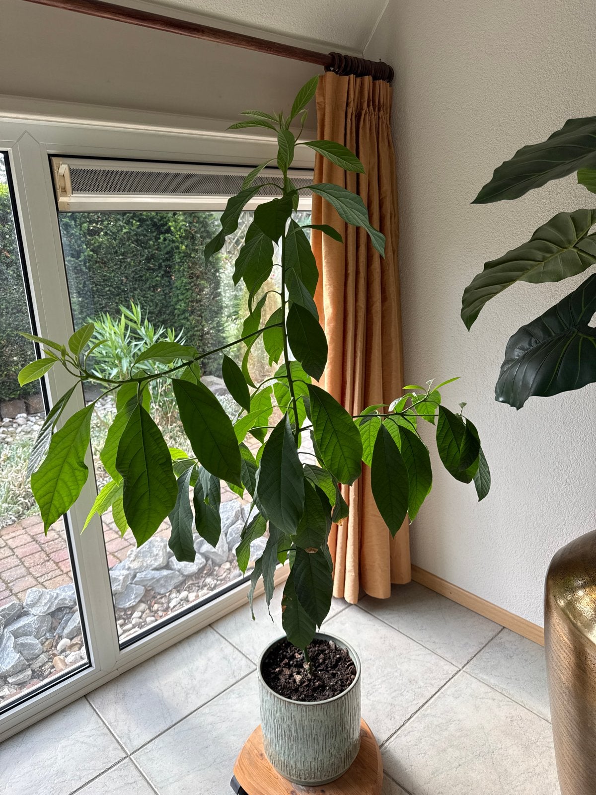Grote Avocado Plant - Fruitplant in Pot, Ophalen, 100 tot 150 cm, Fruitplant, Halfschaduw
