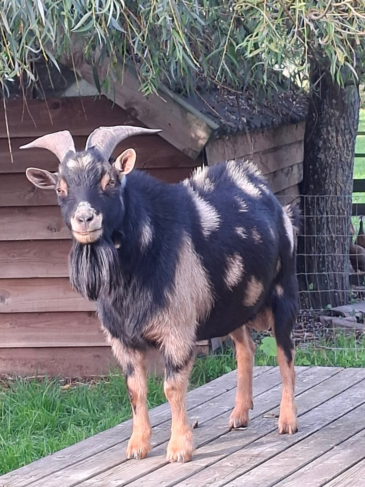 dwerggeit dekbok maanvlek