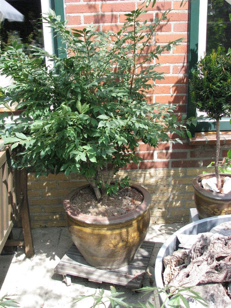 Kardinaalsmuts Bonzai., Vaste plant, Halfschaduw, Zomer, Ophalen