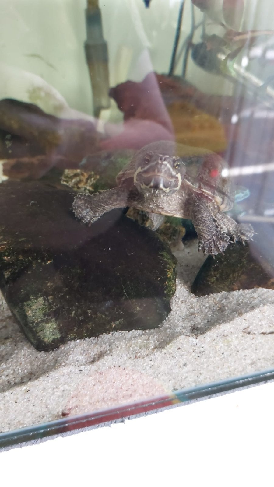 2x muskus waterschildpad Turtle - female for sale from mlisanne