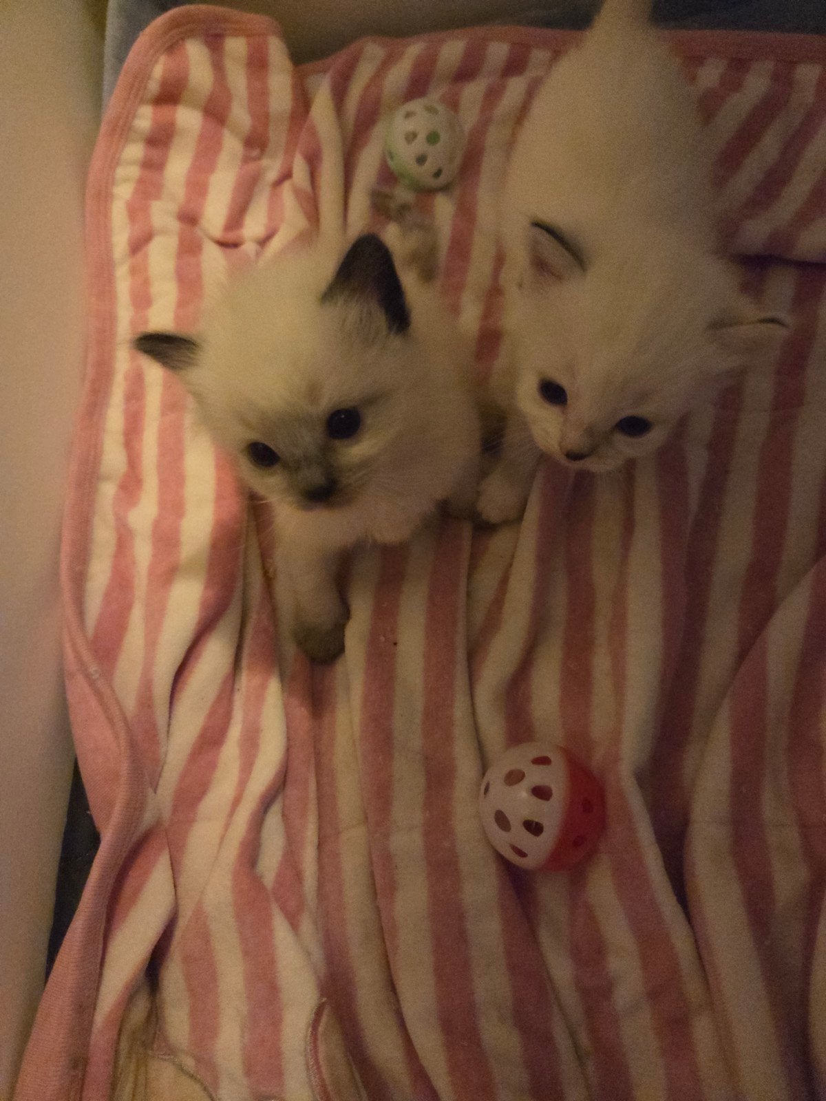 Ragdoll Kittens 2 katers 1 poesje, Meerdere dieren, Gechipt