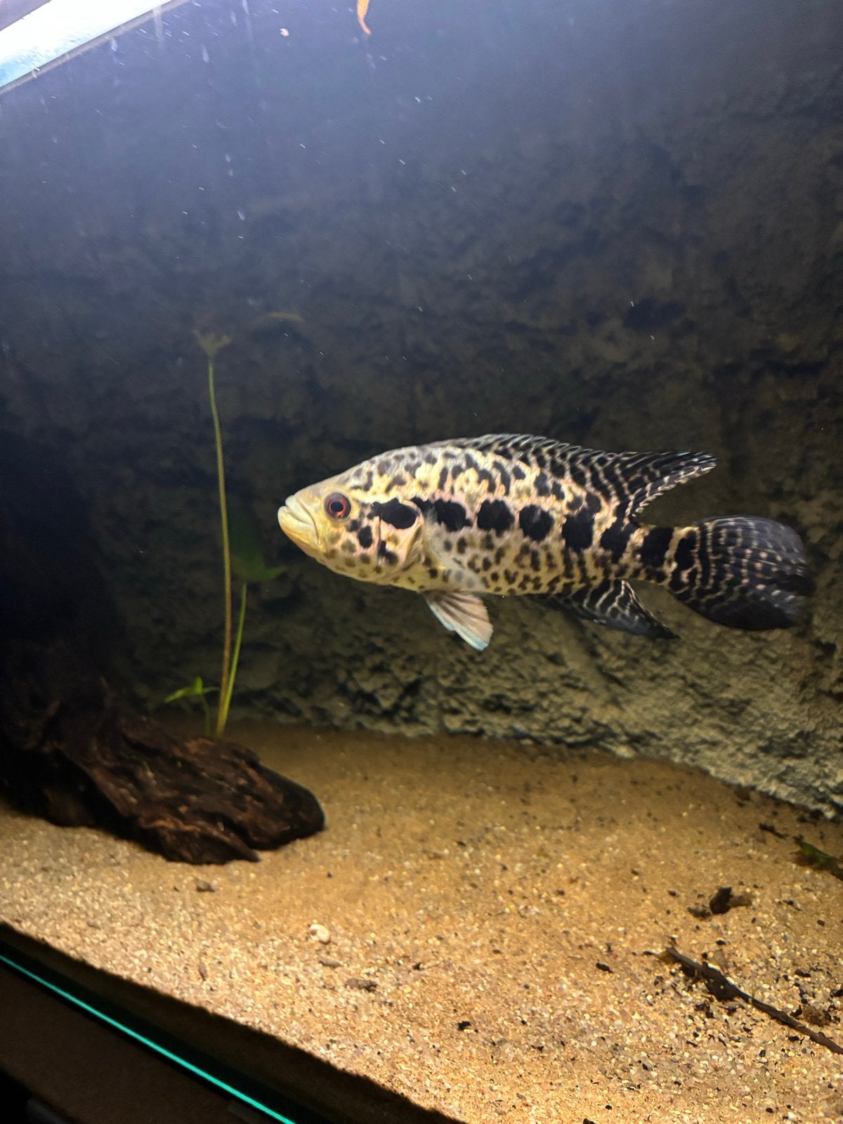 Jaguar koppel, Dieren en Toebehoren, Vis