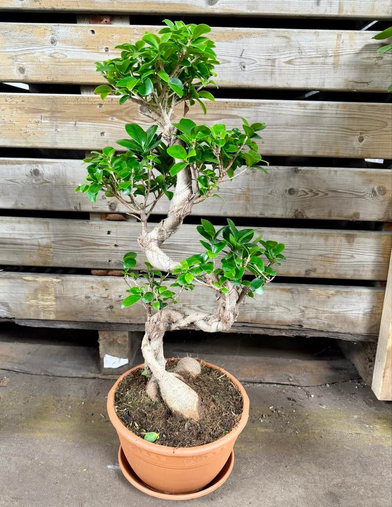 Prachtige Bonsai Ficus Microcarpa 'Ginseng', Huis en Inrichting, Kamerplanten, Ophalen of Verzenden