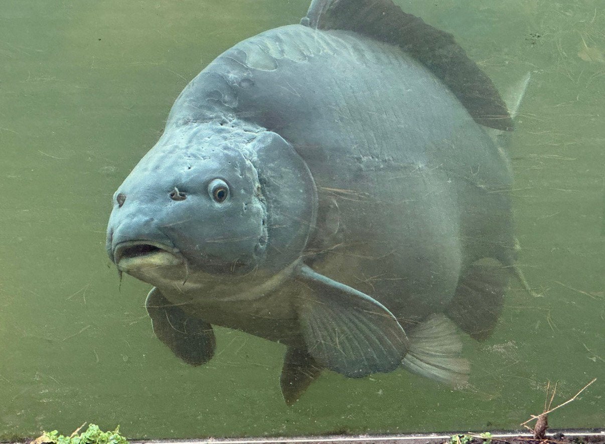 Grote spiegelkarper te koop rond 20kilo!!, Dieren en Toebehoren, Vogels | Overige Vogels, Vrouwelijk