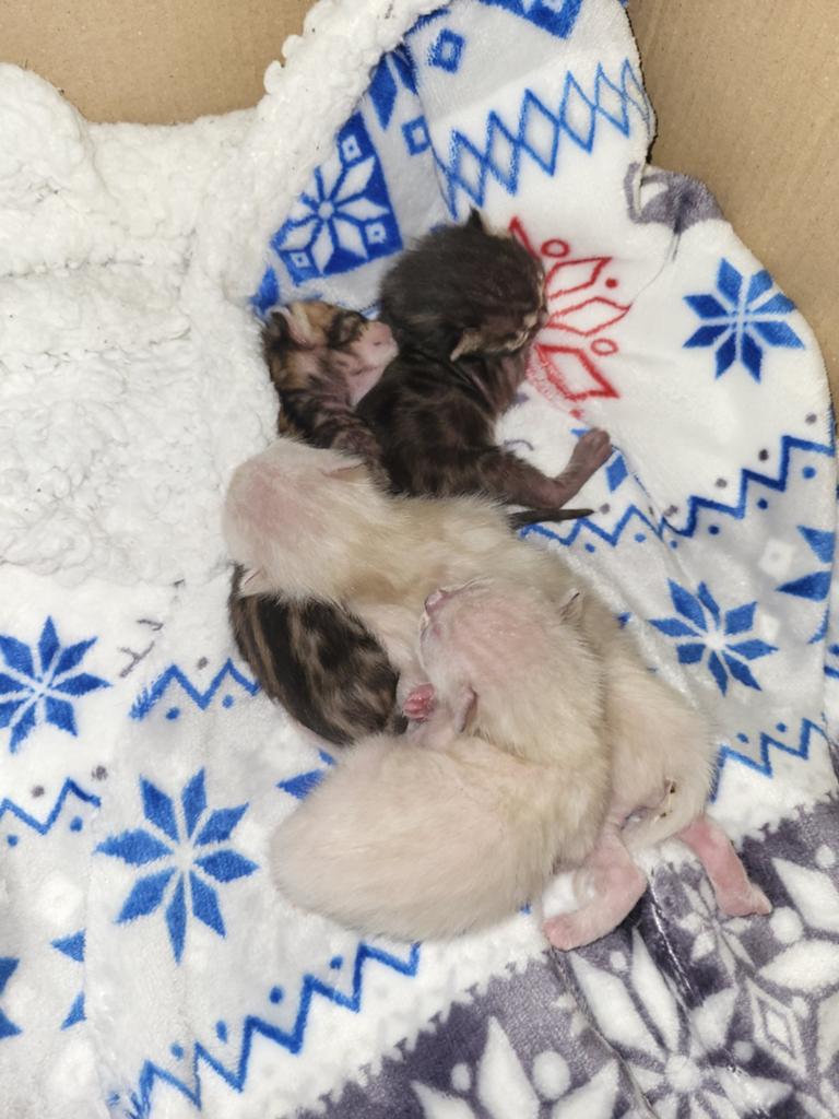 Bengaal kittens, Dieren en Toebehoren, Katten en Kittens | Overige Katten, Poes