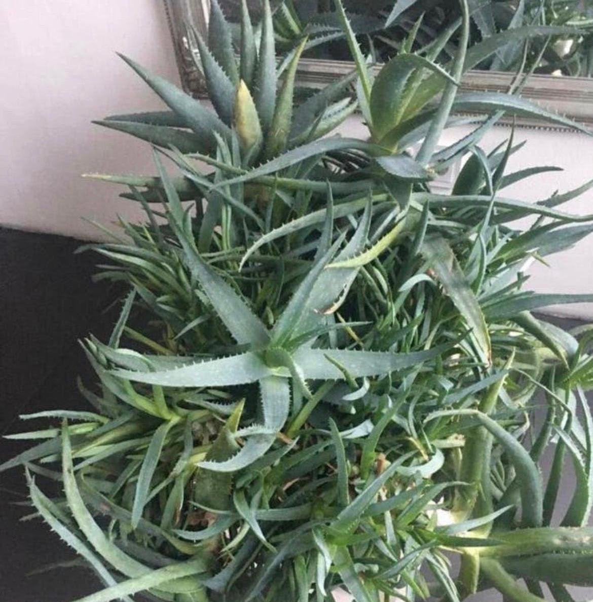 Diverse stekjes van biologische Aloe Vera in de bloempotten, Ophalen, Vetplant, Halfschaduw, In pot