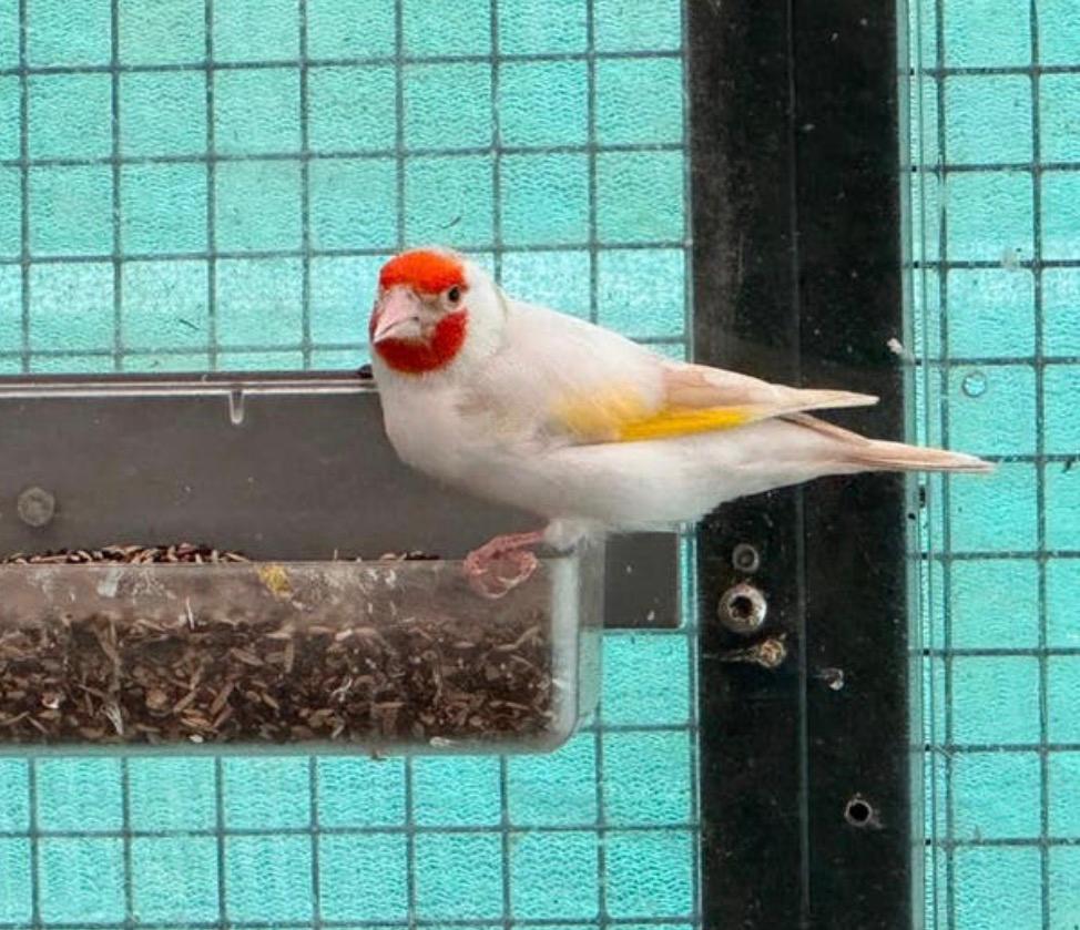 Koppel forse putters bonte man 2023 en satinet pop 2025, Meerdere dieren, Wildzangvogel
