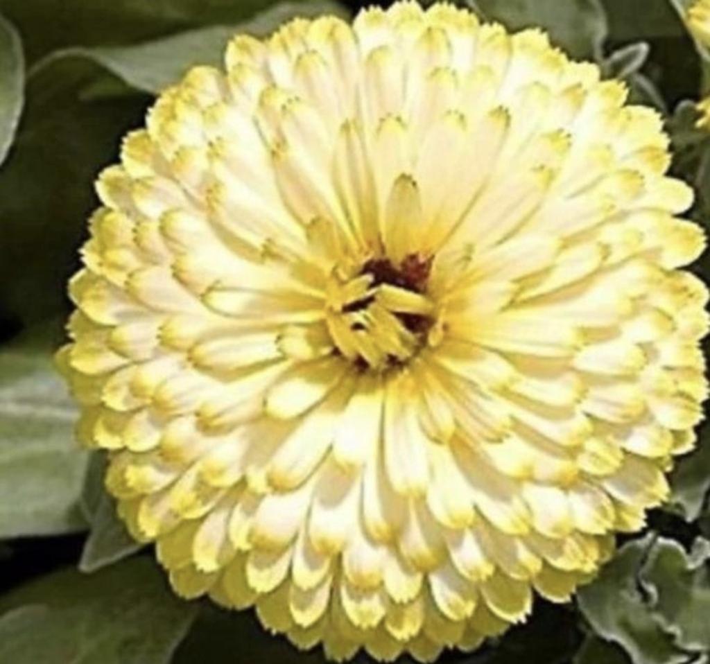 Goudsbloem Cream Beauty, Ophalen of Verzenden, Voorjaar, Volle zon, Zaad