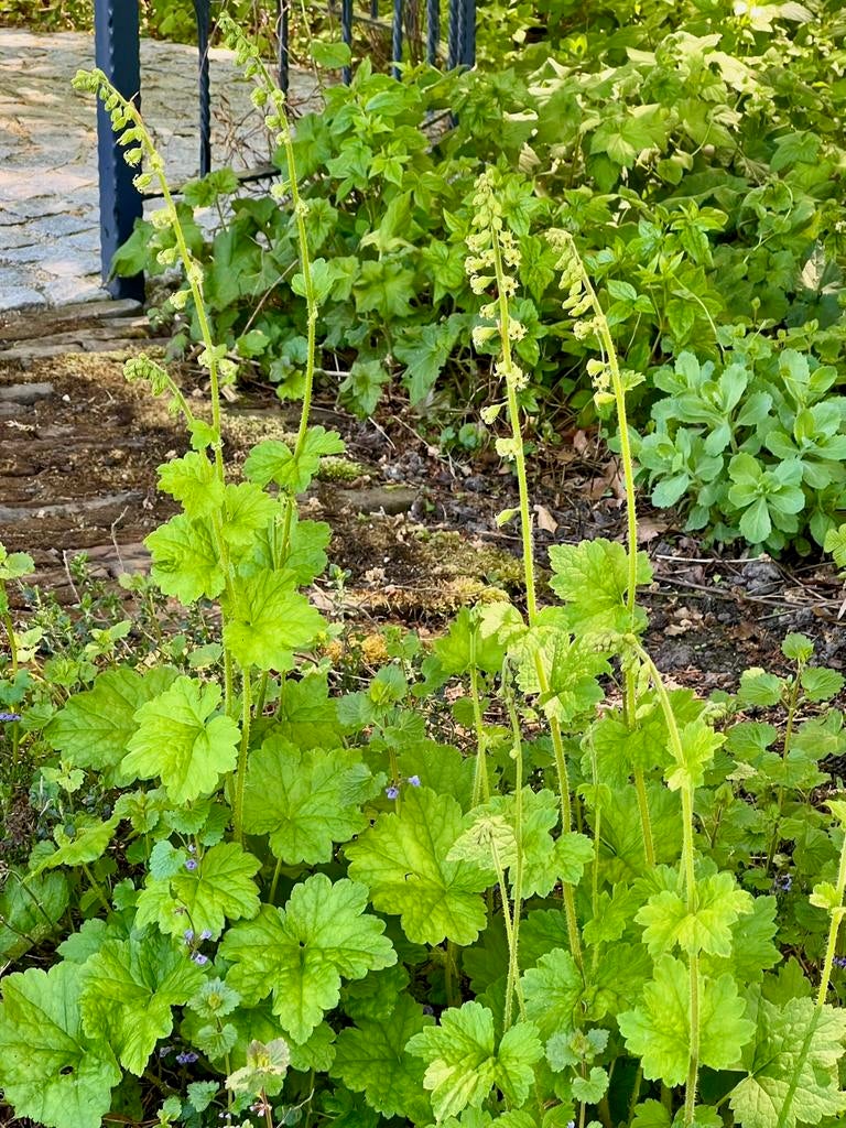 MIJTERLOOF trekt bijen en hommels. Uit Biologische tuin, Volle zon, Vaste plant, Zomer, Ophalen