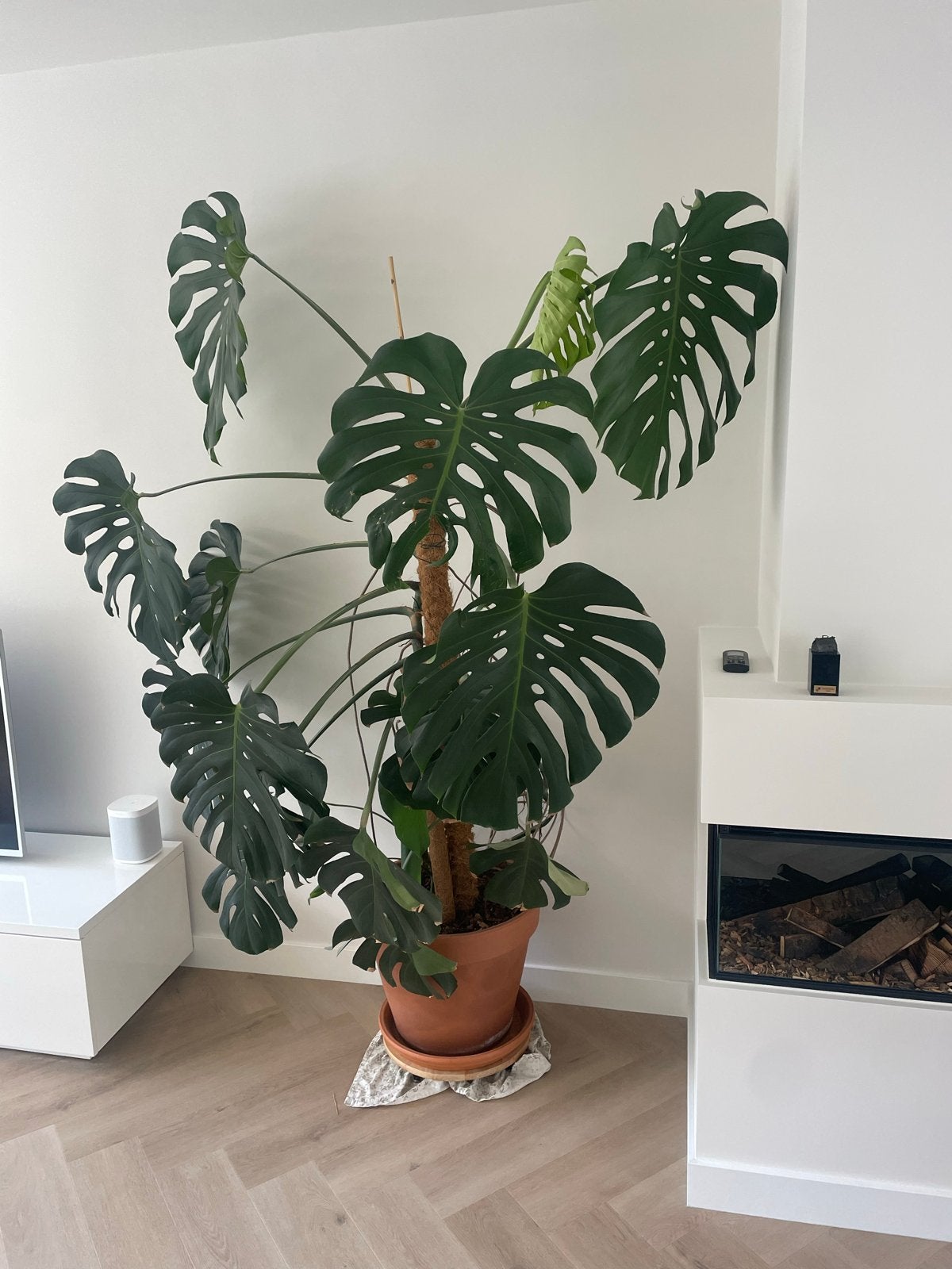 Grote Monstera Deliciosa, Huis en Inrichting, Kamerplanten, Ophalen, 200 cm of meer, Overige soorten, Halfschaduw