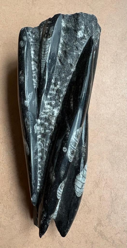 Groot orthoceras fossiel, Ophalen of Verzenden, Fossiel