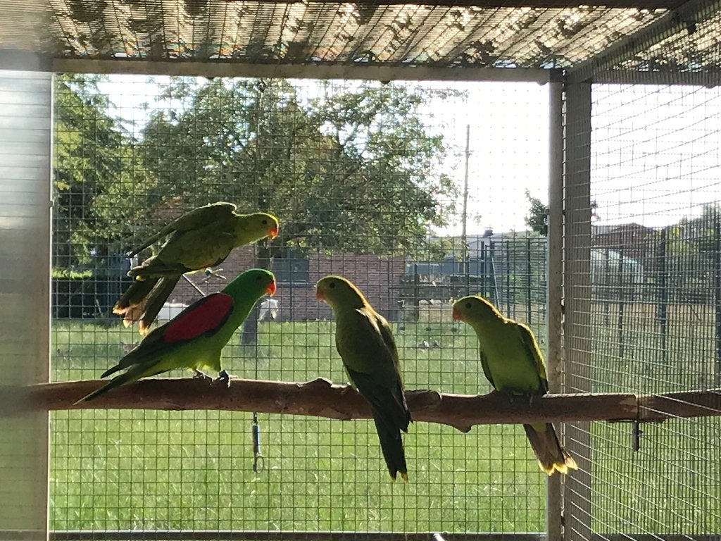 Roodvleugels, Meerdere dieren, Parkiet