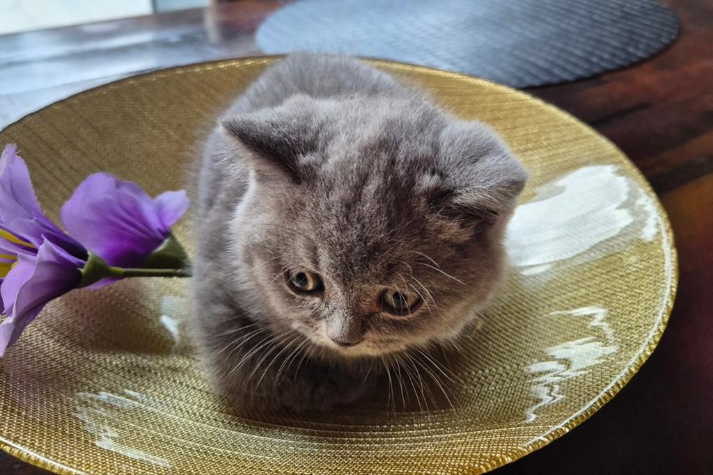 Britse korthaar😻, Meerdere dieren, Gechipt, 0 tot 2 jaar