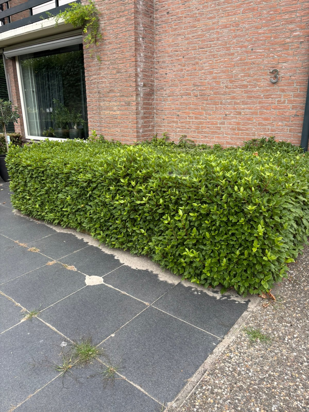 Groene struik, Tuin en Terras, Planten | Struiken en Hagen, Ophalen, Overige soorten, 100 tot 250 cm