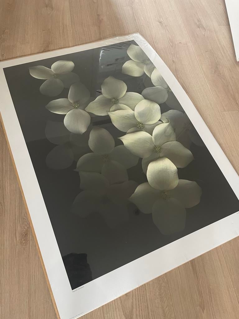 Passe Partout Poster Bloemen 70x100 cm, Huis en Inrichting, Ophalen, Nieuw, Foto of Poster, 75 cm of meer