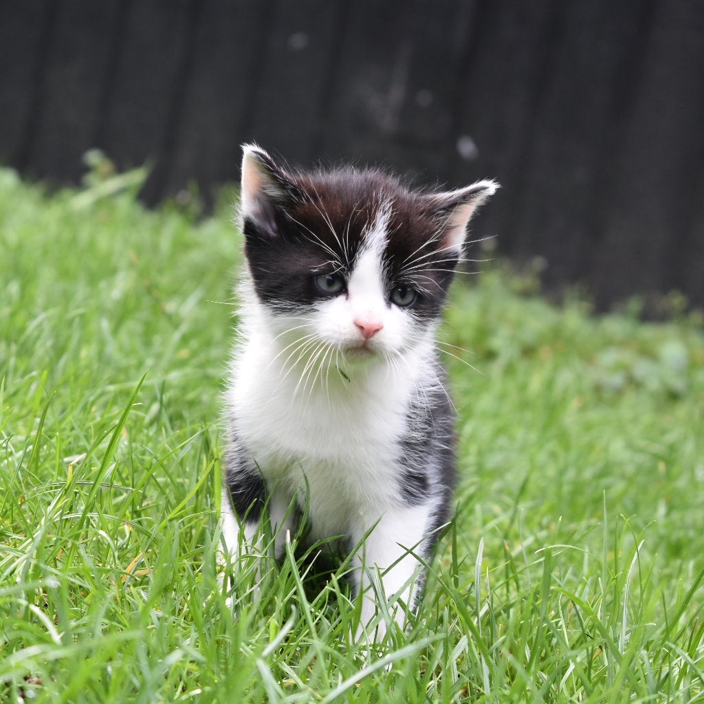 Super lieve mooie kittens, Meerdere dieren, Kortharig, 0 tot 2 jaar