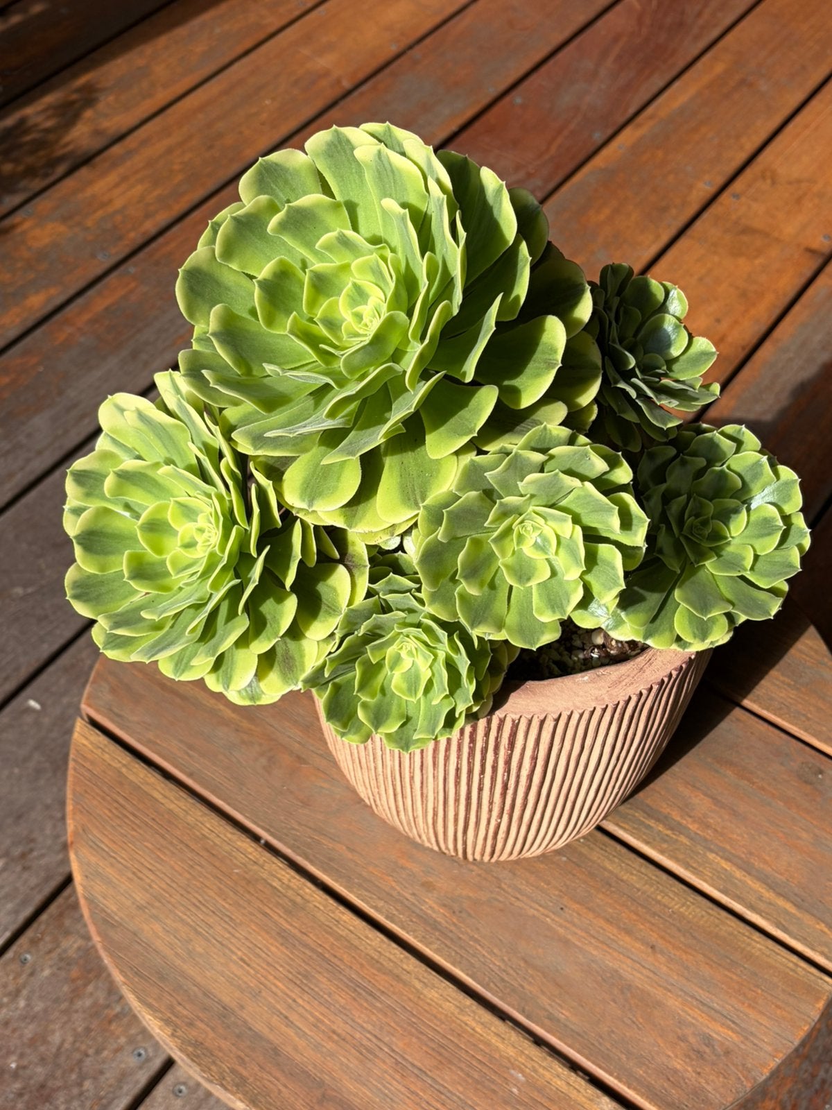 Aeonium multiheaded big plant - sold bare rooted, Ophalen, Overige soorten, Volle zon
