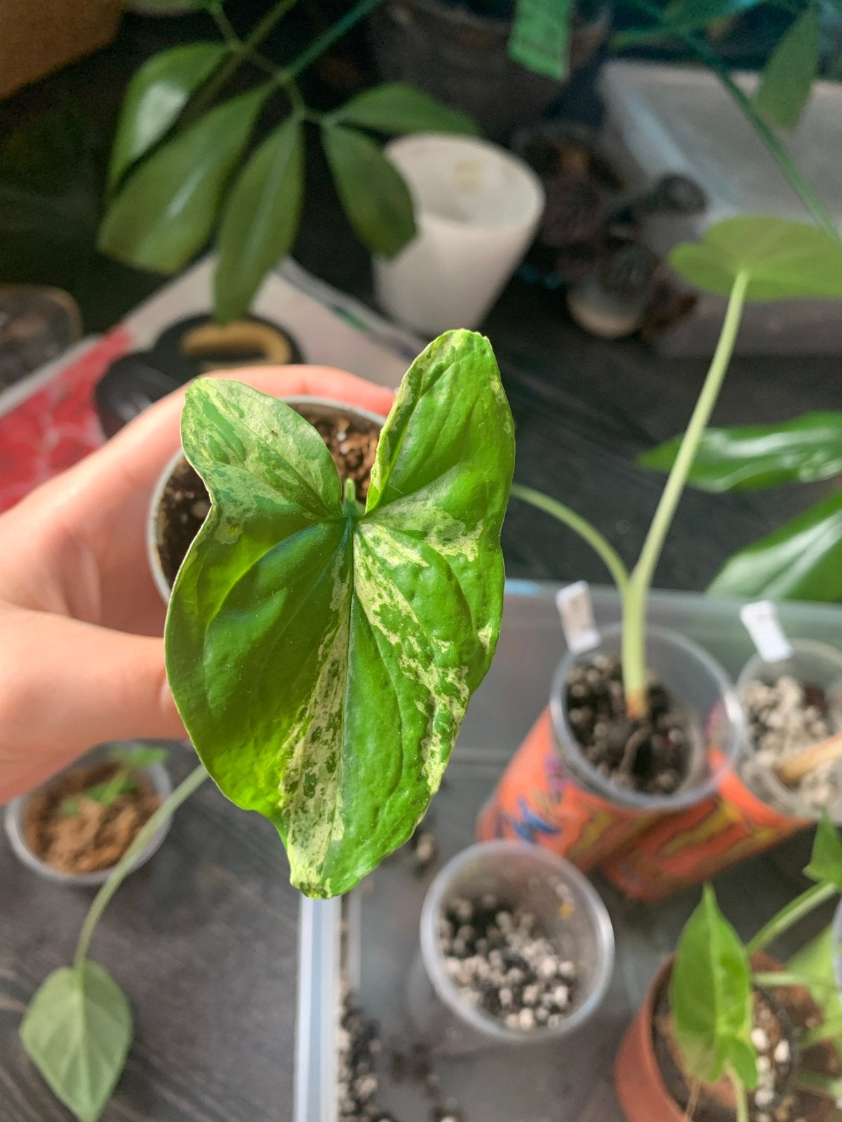Syngonium Albo Variegata - Zeldzame stek, Ophalen, Halfschaduw, Minder dan 100 cm