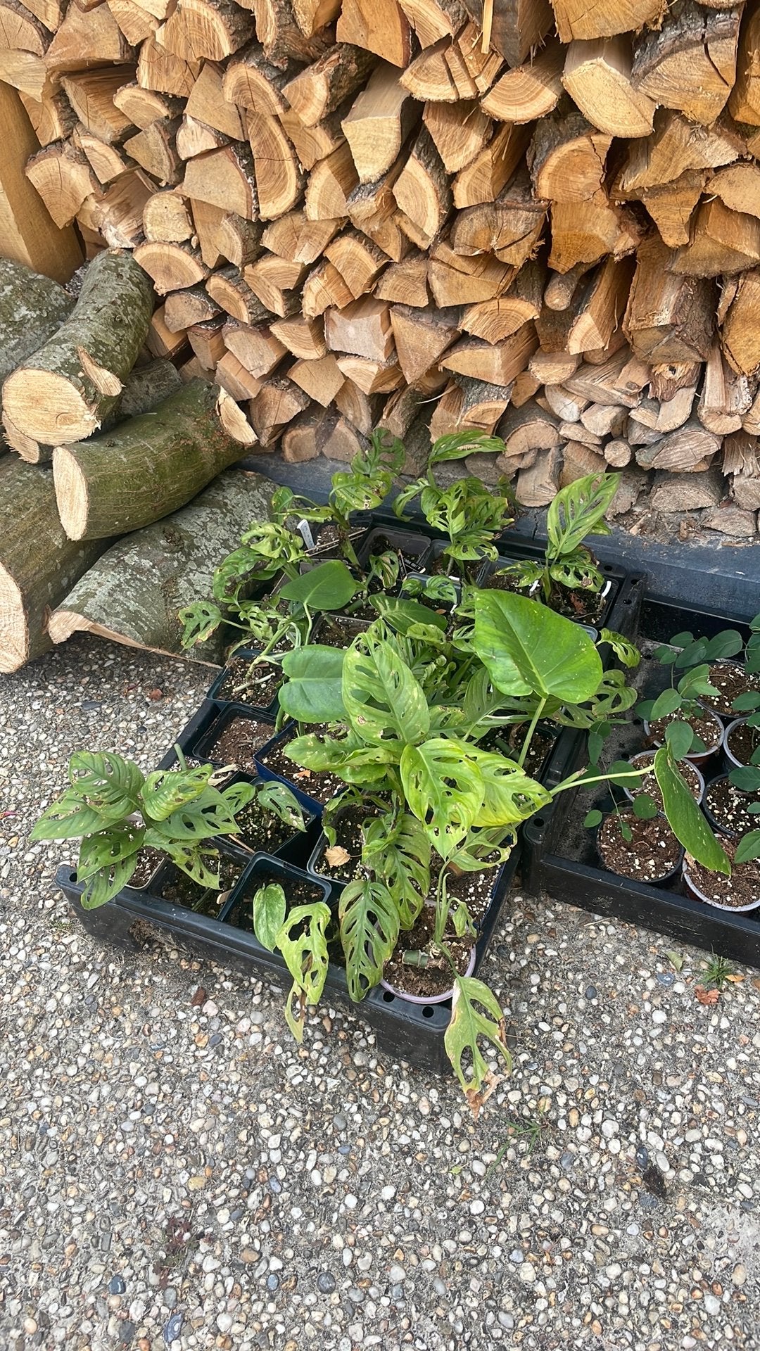 3 monstera voor 10, Ophalen, Halfschaduw, Minder dan 100 cm