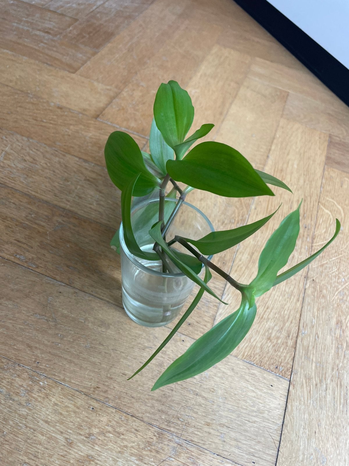 🌱 Vaderplant Tradescantia green hill stekjes, Bloeiende kamerplant, Ophalen, Halfschaduw, Minder dan 100 cm