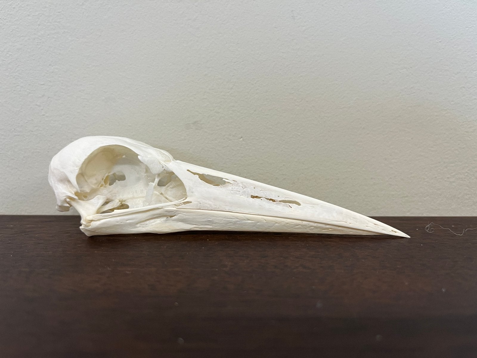 Schedel abdim ooievaar, Verzamelen, Dierenverzamelingen, Ophalen of Verzenden, Nieuw, Vogel, Schedel