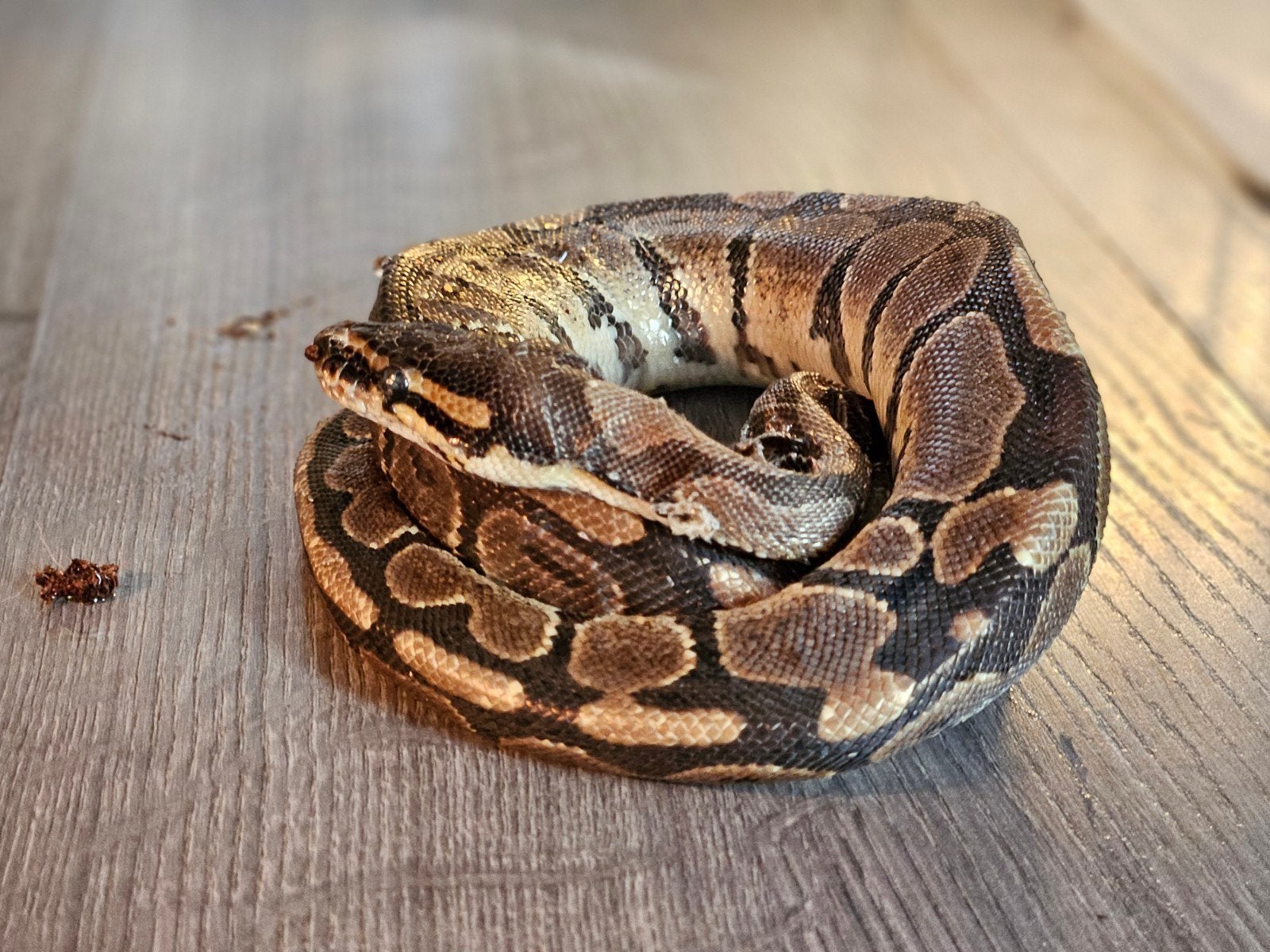 Koningspython, Dieren en Toebehoren, Reptielen en Amfibieën, Slang, 0 tot 2 jaar