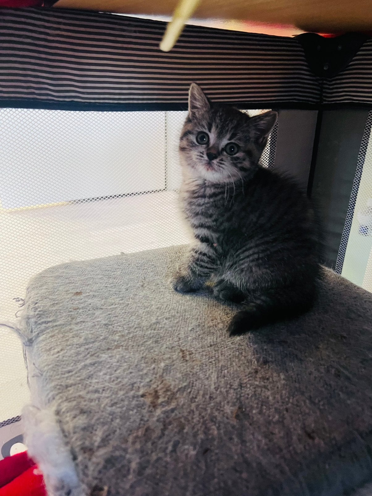 Brietse korthaar kittens, Dieren en Toebehoren, Meerdere dieren, Ontwormd, 0 tot 2 jaar