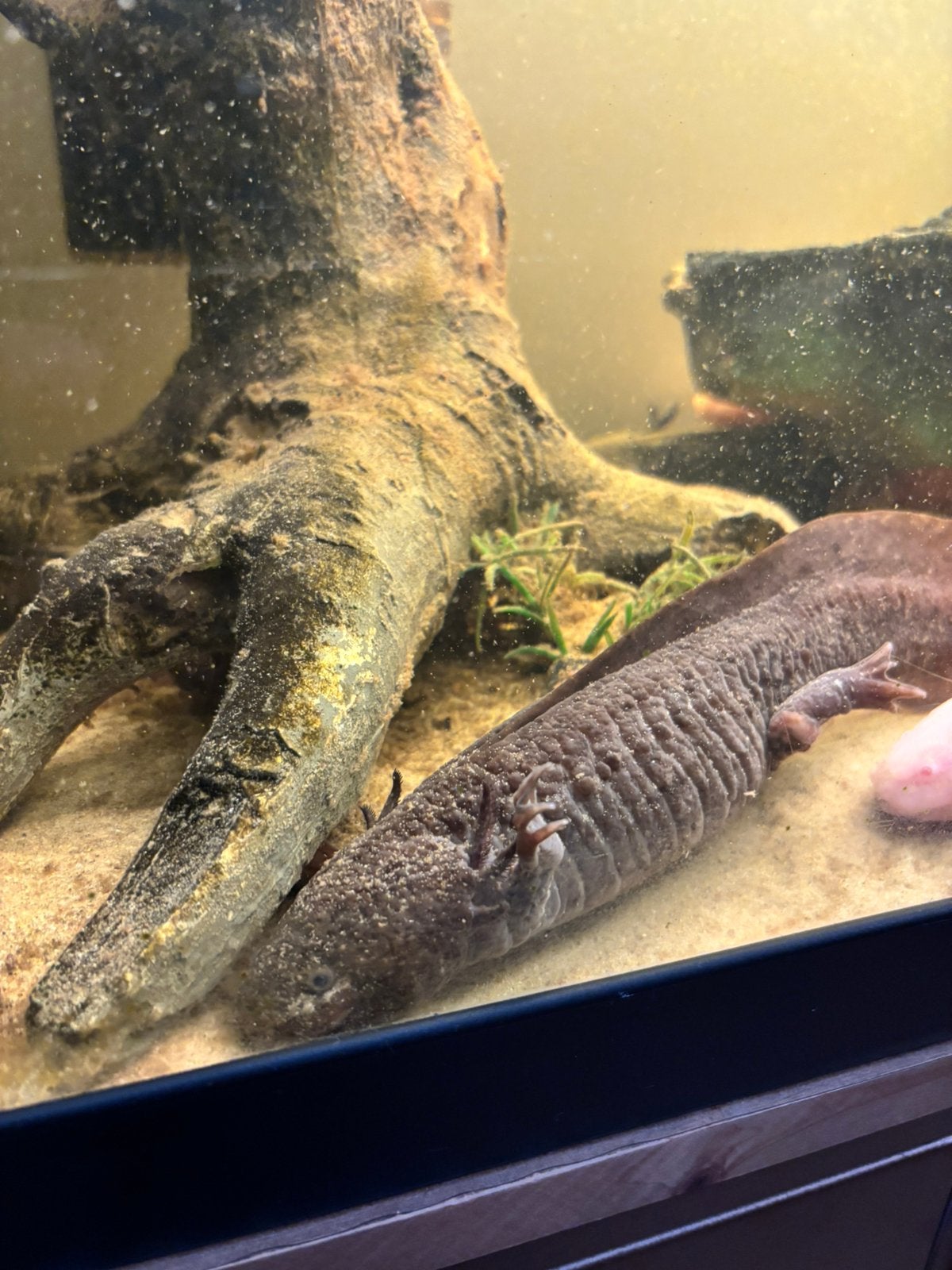 Axolotls en aquarium, Overige typen, Zoetwatervis, Schoolvis