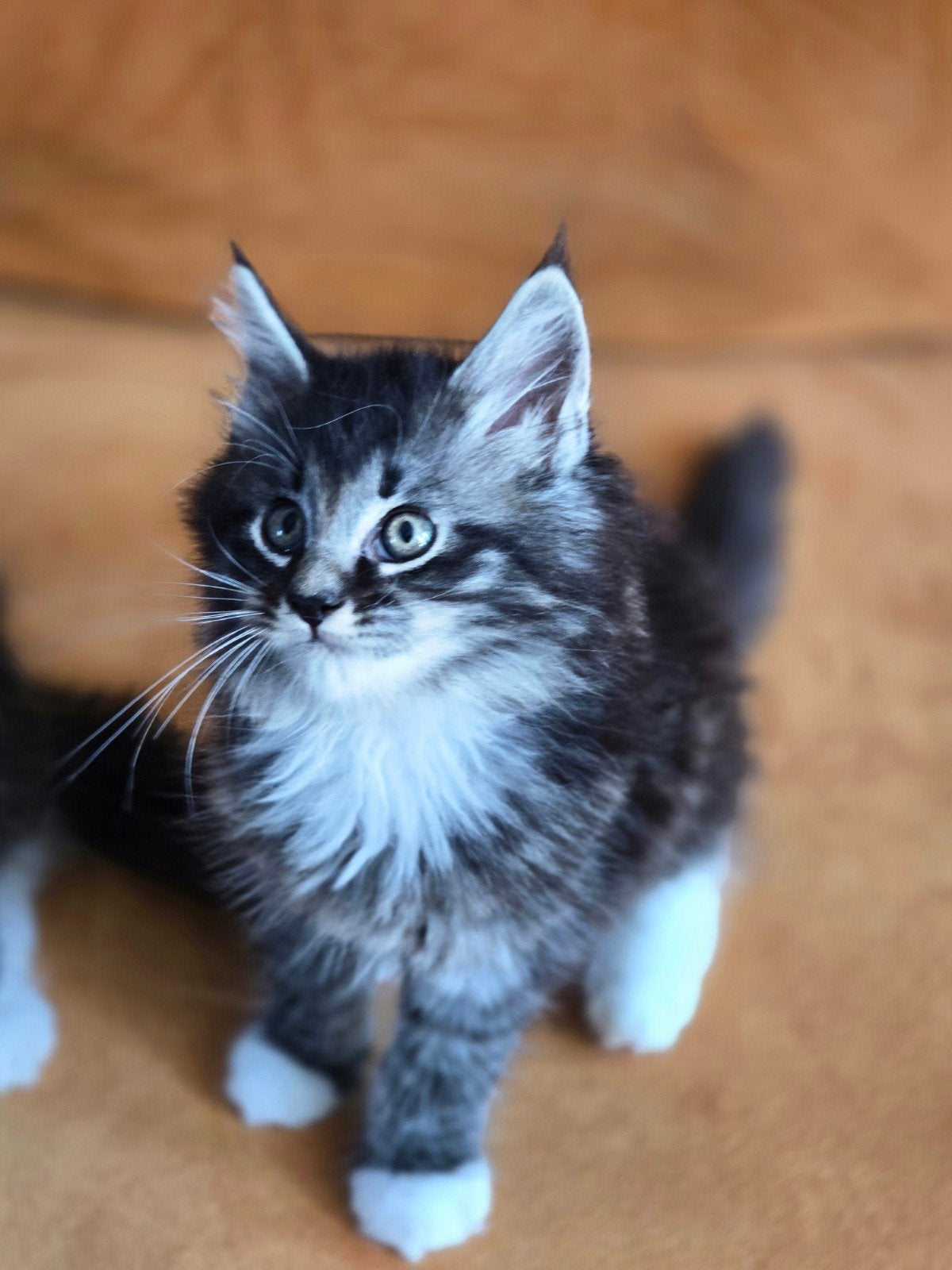 Maine Coon kittens, Dieren en Toebehoren, Katten en Kittens | Raskatten | Langhaar, Meerdere dieren, Ontwormd