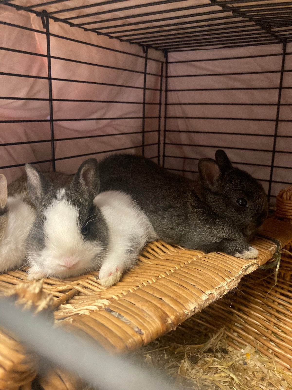 Nestje dwergkonijntje., Dieren en Toebehoren, Konijnen, Vrouwelijk, Dwerg, 0 tot 2 jaar