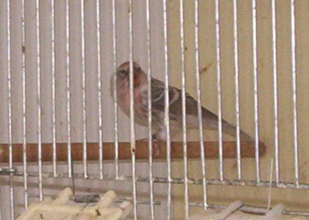 Noorse Barmsijzen, Dieren en Toebehoren, Vogels | Overige Vogels, Meerdere dieren, Wildzangvogel, Geringd