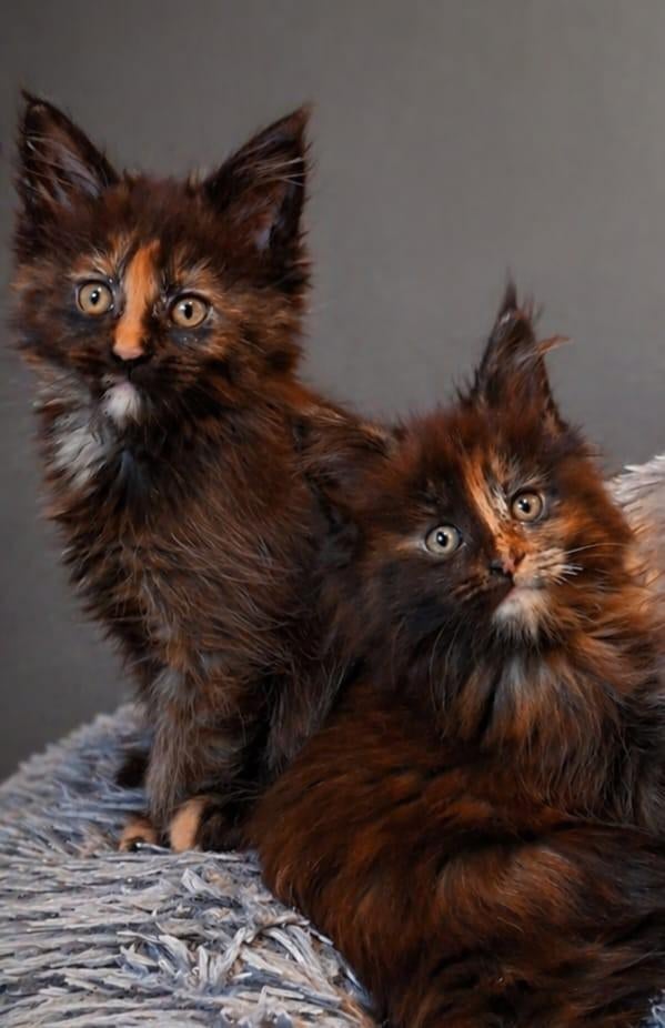 Maine coon kittens met stamboom, Dieren en Toebehoren, Katten en Kittens | Raskatten | Langhaar, Met stamboom