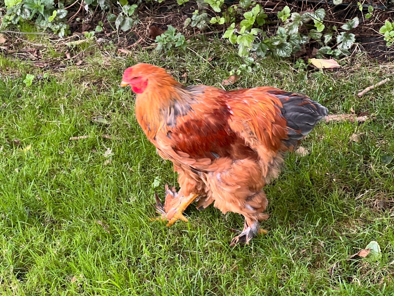 Haan, kruizing Brahma en Red island, Dieren en Toebehoren, Mannelijk, Kip