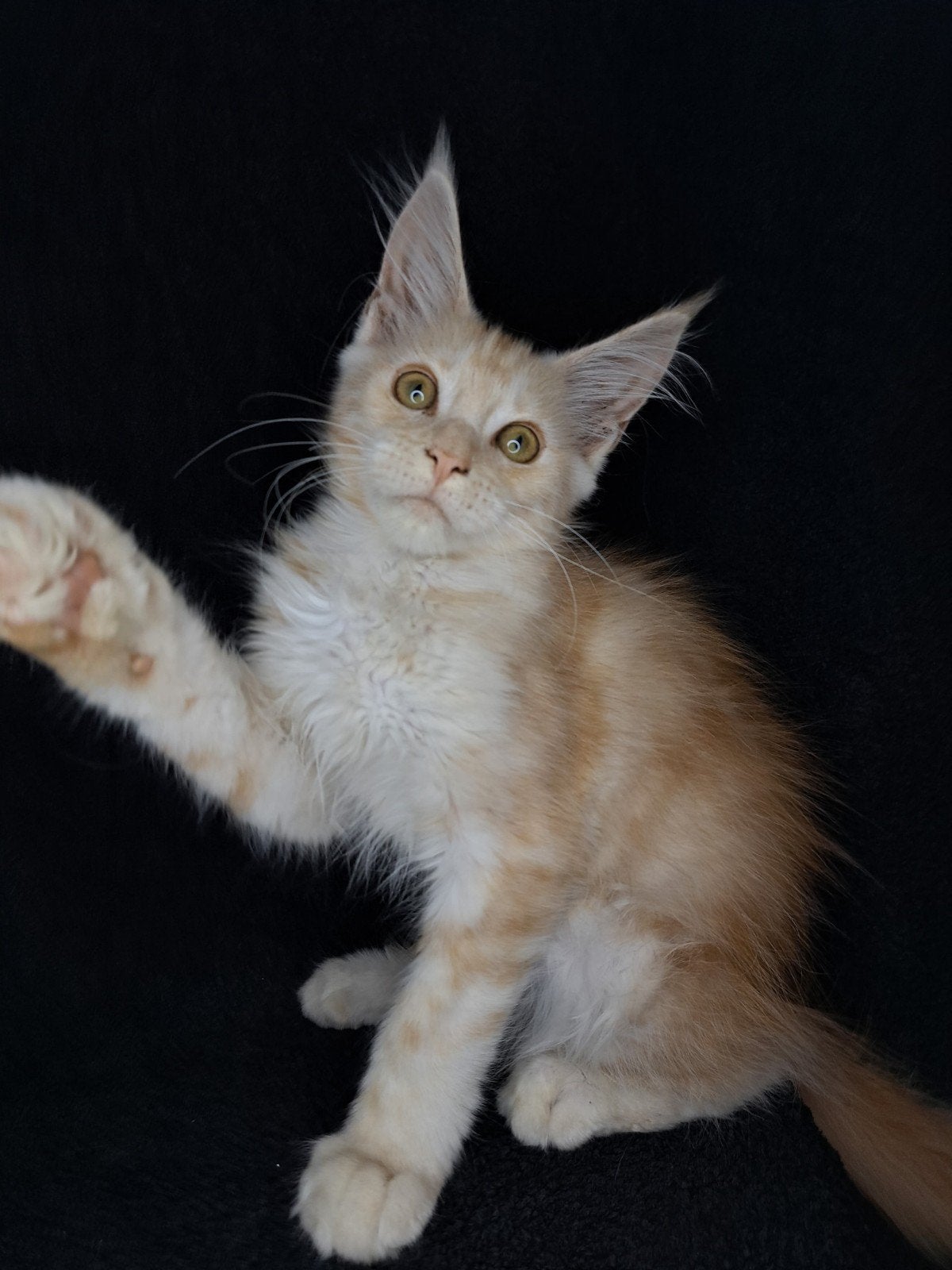 Maine coon kittens met stamboom en volledig geteste ouders, Poes, Met stamboom, 0 tot 2 jaar