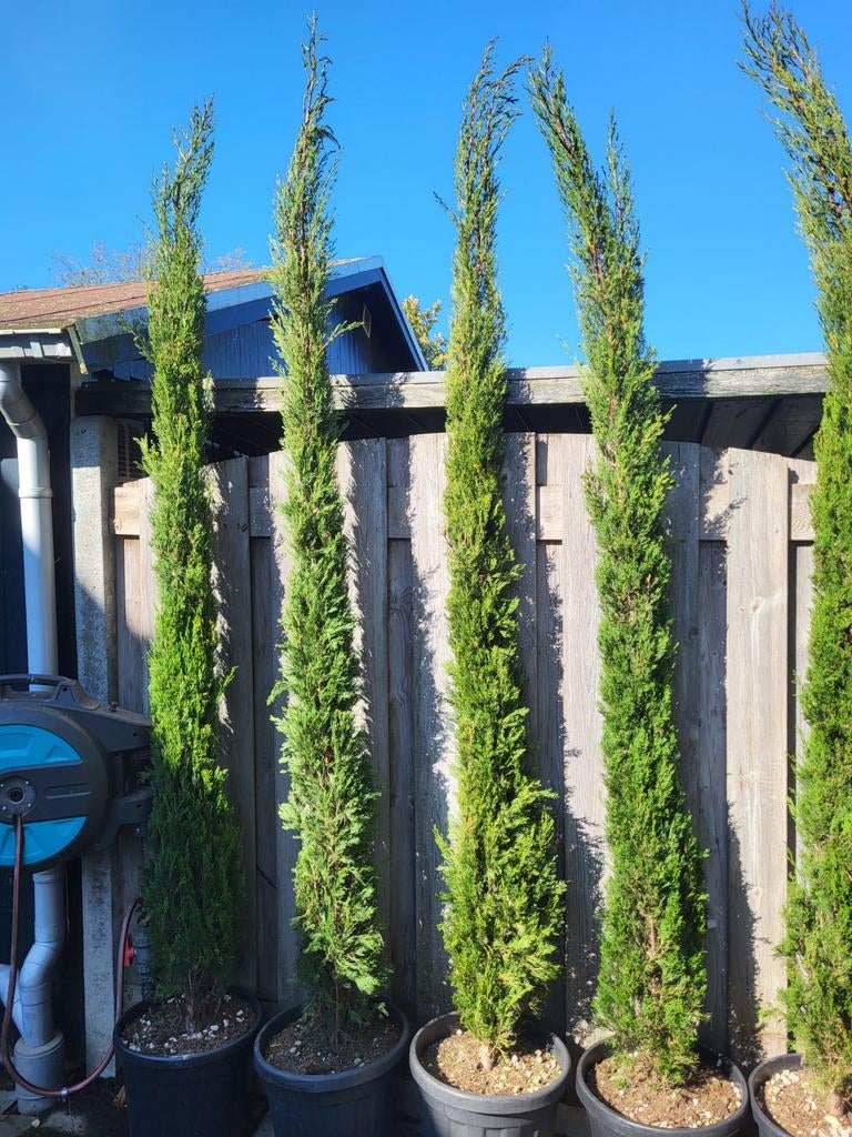 Zeer mooie grote cupressus sempervirens, Volle zon, Ophalen of Verzenden, 100 tot 250 cm, Zomer