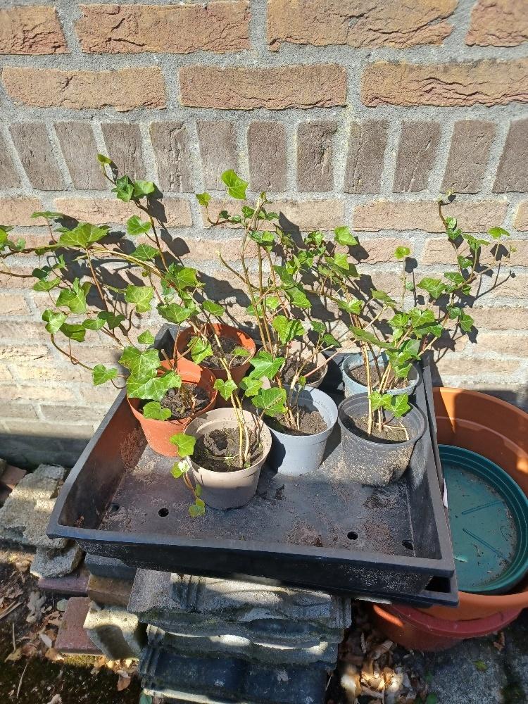 Hedera, Ophalen, Vaste plant, Bloeit niet, Halfschaduw