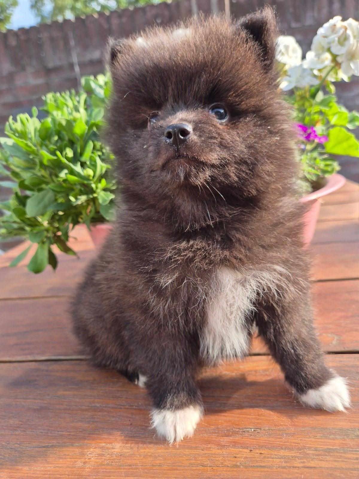Pomsky,s, Parvo, 8 tot 15 weken, Poolhond, Meerdere